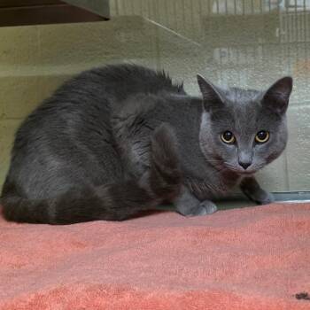 Jack -  Domestic Short Hair Cat for Adoption in Concord, North Carolina - Jack | PetCurious