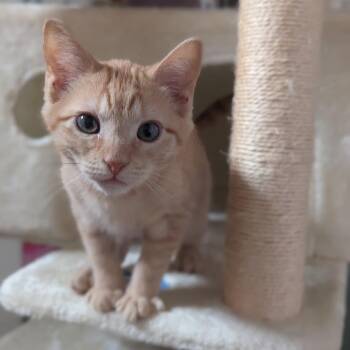 Mustard -  Domestic Short Hair Cat for Adoption in Los Angeles, California - Mustard | PetCurious
