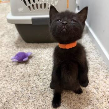 Mango -  Domestic Short Hair Cat for Adoption in Washington, District Of Columbia - Mango | PetCurious
