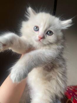 Simon and Simba -  Persian Cat Available for Adoption in Brampton, Ontario - Simon And Simba | PetCurious