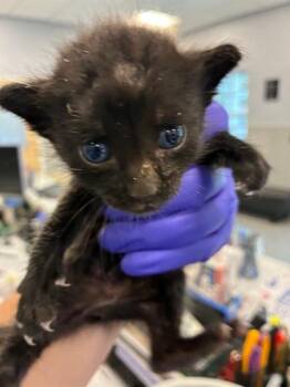 FLIK -  Domestic Short Hair Cat for Adoption in Palmetto, Florida - FLIK | PetCurious