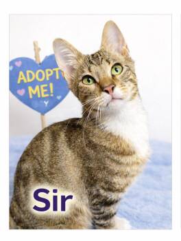 Domestic Short Hair Cats Available for Adoption - Sir - Super Playful And Affectionate | PetCurious