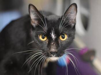 Domestic Short Hair Cats Available for Adoption in Portland, Oregon - Diamond | PetCurious