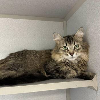 Rescue Domestic Medium Hair Cats for Adoption in St. Ignace, Michigan - Zoey | PetCurious