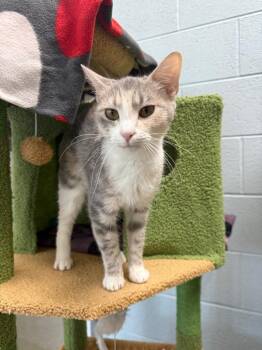 Peaches (County farm) -  Domestic Short Hair Cat for Adoption in Johnson City, Tennessee - Peaches (County Farm) | PetCurious