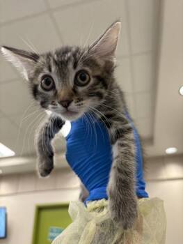 RASPBERRY -  Domestic Short Hair Cat for Adoption in Las Vegas, Nevada - RASPBERRY | PetCurious