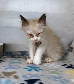 Domestic Long Hair Cats Available for Adoption in El Paso, Texas - 61005526 | PetCurious