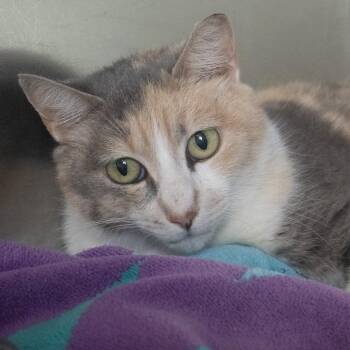 Samantha -  Domestic Medium Hair Cat for Adoption in Asheville, North Carolina - Samantha | PetCurious