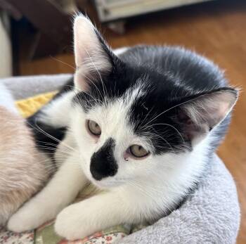 Spade -  Domestic Short Hair Cat for Adoption in Mauston, Wisconsin - Spade | PetCurious