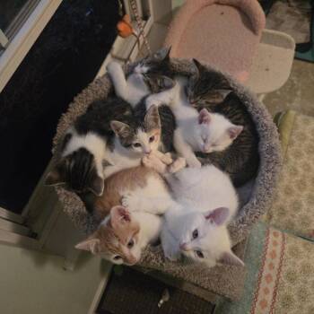 Hammish -  Domestic Short Hair Cat for Adoption in Columbia, Missouri - Hammish | PetCurious
