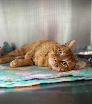 Domestic Short Hair Cats Available for Adoption - Jack | PetCurious