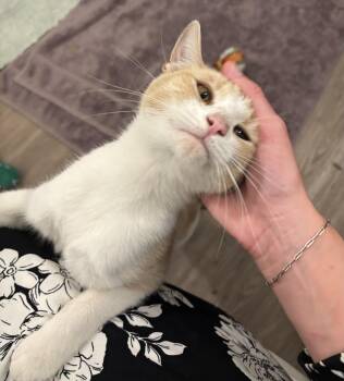 Darrow -  Domestic Short Hair Cat for Adoption in Cleveland, Ohio - Darrow | PetCurious