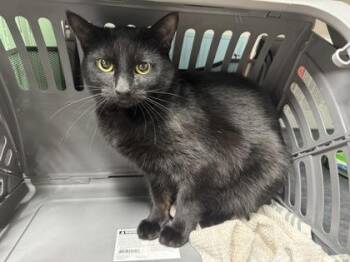 Nyx -  Domestic Short Hair Cat for Adoption in Missoula, Montana - Nyx | PetCurious