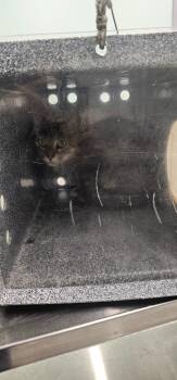 Sticks -  Domestic Short Hair Cat for Adoption in Athens, Tennessee - Sticks | PetCurious