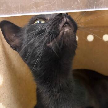 Porridge -  Domestic Short Hair Cat for Adoption in Reno, Nevada - Porridge | PetCurious