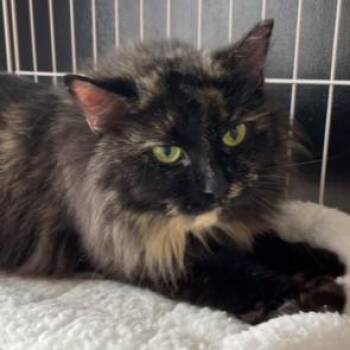 Domestic Long Hair Cats Available for Adoption - Sprinkles | PetCurious