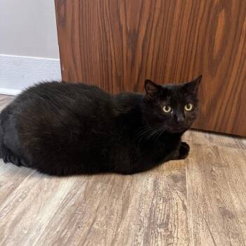 Shed -  Domestic Short Hair Cat for Adoption in Greensburg, Pennsylvania - Shed | PetCurious