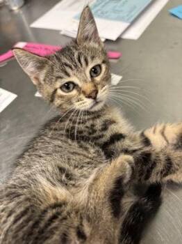 Domestic Short Hair Cats Available for Adoption in Picayune, Mississippi - Cherub | PetCurious