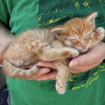 Baby Yoda -  American Shorthair Cat for Adoption in Mount Vernon, Illinois - Baby Yoda | PetCurious