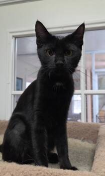 Coraline Shewman (sweet playful girl) -  Domestic Short Hair Cat for Adoption in Stowe, Pennsylvania - Coraline Shewman (sweet Playful Girl) | PetCurious
