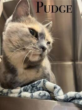 Rescue Dilute Calico Cats for Adoption in Craig, Colorado - Pudge | PetCurious