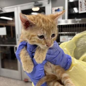 Domestic Short Hair Cats Available for Adoption in Salt Lake City, Utah - Professor Plum | PetCurious