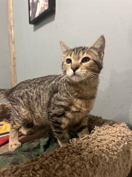 Rescue Tabby Cats for Adoption in Zimmerman, Minnesota - Happy | PetCurious