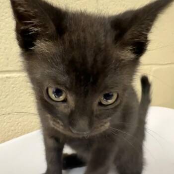 Pearl -  Domestic Short Hair Cat for Adoption in Troy, Virginia - Pearl | PetCurious
