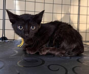 Frankenstein not at the shelter (Faith) -  Domestic Short Hair Cat for Adoption in Rustburg, Virginia - Frankenstein Not At The Shelter (Faith) | PetCurious