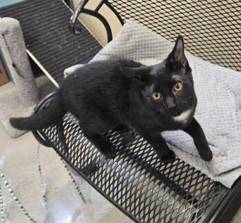 Noisette -  Domestic Short Hair Cat for Adoption in New Rochelle, New York - Noisette | PetCurious