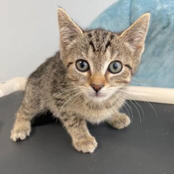 Figgy -  Tabby Cat for Adoption in Roanoke, Virginia - Figgy | PetCurious