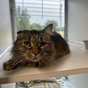 Miso -  Domestic Medium Hair and Domestic Short Hair Cat for Adoption in Binghamton, New York - Miso | PetCurious