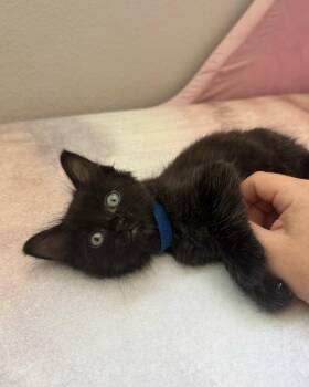 Licorce -  Domestic Medium Hair Cat for Adoption in Long Beach, California - Licorce | PetCurious