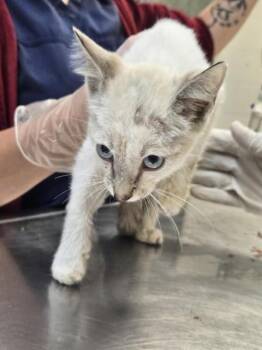 SIMON -  Domestic Short Hair Cat for Adoption in Corpus Christi, Texas - SIMON | PetCurious