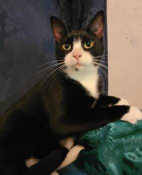 Rescue Domestic Short Hair Cats for Adoption in Ellijay, Georgia - Dandelion | PetCurious
