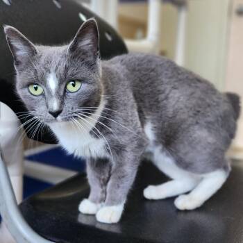 American Shorthair Cats Available for Adoption in Columbus, North Carolina - London | PetCurious