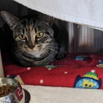 Milly -  Domestic Short Hair Cat for Adoption in Dover, New Hampshire - Milly | PetCurious
