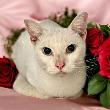 Rescue Domestic Short Hair Cats for Adoption in Mobile, Alabama - Garrett | PetCurious