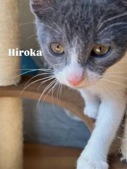 HIROKA -  Domestic Short Hair Cat for Adoption in Modesto, California - HIROKA | PetCurious