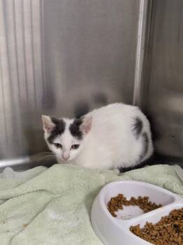 Pico -  Domestic Short Hair Cat for Adoption in Athens, Tennessee - Pico | PetCurious