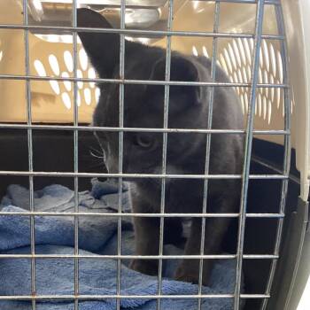 Mancuso -  Domestic Short Hair Cat for Adoption in Montgomery, Alabama - Mancuso | PetCurious