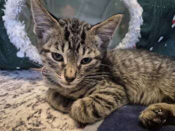 Domestic Short Hair Cats Available for Adoption - Babe Ruth | PetCurious