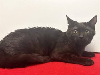 ALFALFA -  Domestic Short Hair Cat for Adoption in Sacramento, California - ALFALFA | PetCurious