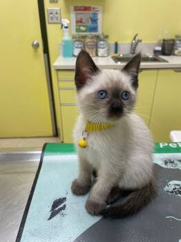 Laila  -  Siamese and Applehead Siamese and Lynx Point Siamese Cat for Adoption in Dallas, Texas - Laila  | PetCurious