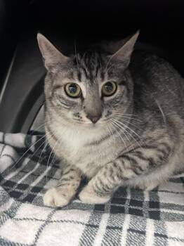 Domestic Short Hair Cats Available for Adoption in Dallas, Texas - MICAH | PetCurious