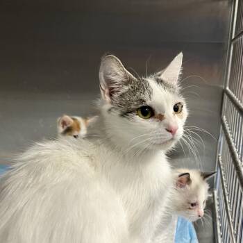 Lil Momma -  Domestic Short Hair Cat for Adoption in Greensboro, North Carolina - Lil Momma | PetCurious