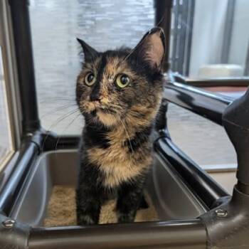 Domestic Medium Hair Cats Available for Adoption in Dubuque, Iowa - Sprinkles | PetCurious