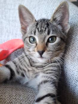 Nimble (Wobbly Kitten CH) -  Domestic Short Hair and Tabby Cat for Adoption in Yorba Linda, California - Nimble (Wobbly Kitten CH) | PetCurious