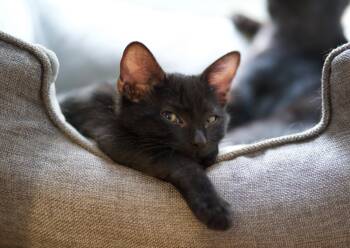 Rescue Domestic Short Hair Cats for Adoption in Chicago, Illinois - Chipotle | PetCurious