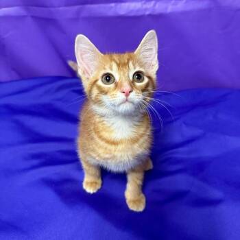 Tempura -  Domestic Short Hair Cat Available for Adoption in North Myrtle Beach, South Carolina - Tempura | PetCurious